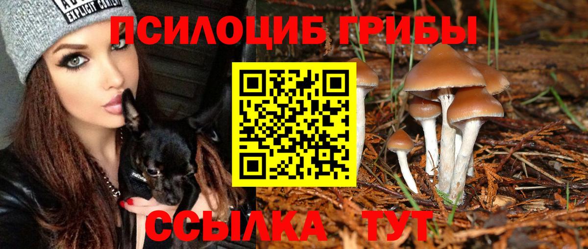 Александров  Галлюциногенные грибы прущие грибы  Вход с VPN 